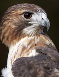 Falconry Falconer Bird Birds Of Prey