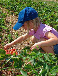 Fruit Vegetables Pick Pick Your Own Farm